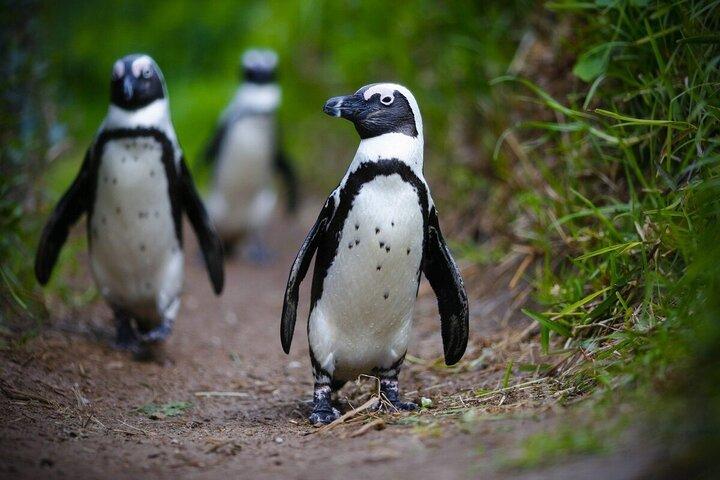 Visite de 15 jours du Cap à Johannesburg Garden Route & Kruger Park