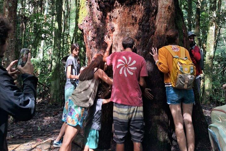 4x4 Parque Nacional de Tijuca Rio DE janeiro