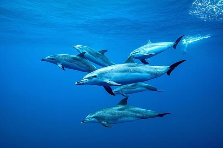 Dolphin Tour, Salaam Cave Tour, Kuza Cave, The Rock, Paje Beach