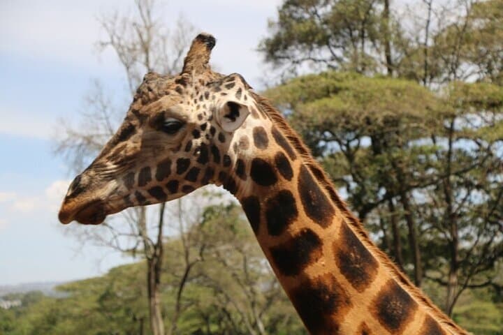 Afternoon Giraffe Center and Nairobi National Park Tour