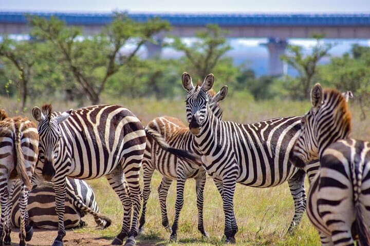 Early Morning Group Joining Safari To Nairobi National Park