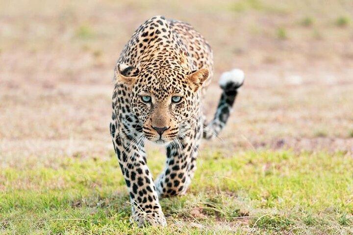 2-dagars Safari från Zanzibar till Serengeti och Ngorongoro