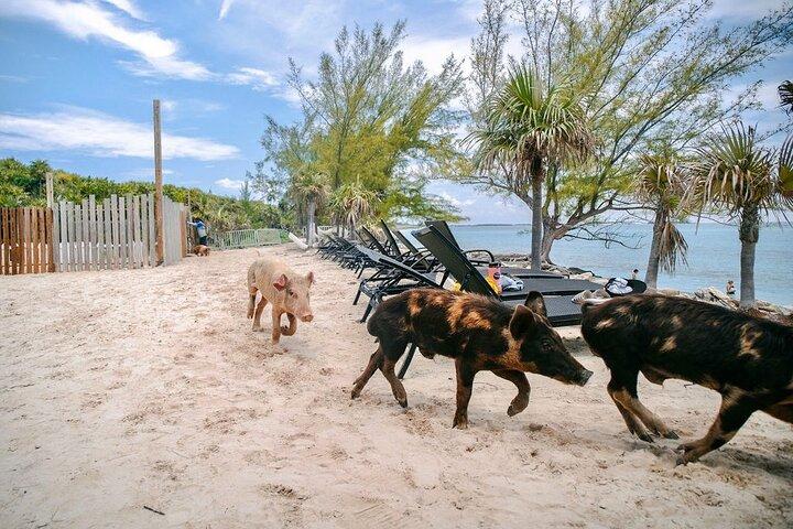 Water Taxi to the Swimming Pigs of Rose Island Nassau Bahamas