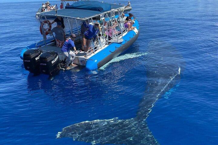 マウイ島エコラフトツアー：アイレベルホエールウォッチングまたはイルカウォッチング-ラハイナ