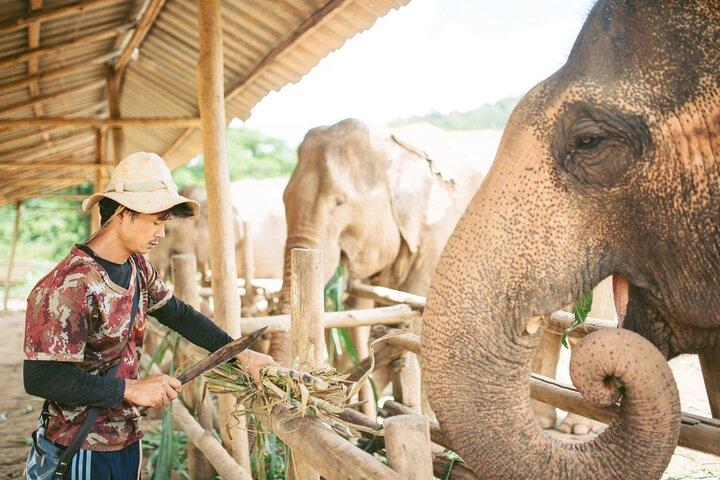 Heldags Elephant Sanctuary Mahout upplevelse