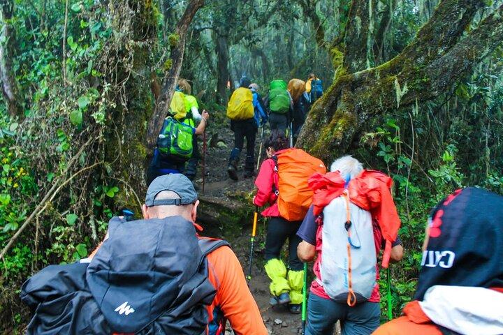 Wandeling naar Shira Plateau op Mount Kilimanjaro Begeleide FullDay Tour
