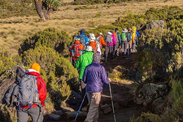 Wandeling naar Shira Plateau op Mount Kilimanjaro Begeleide FullDay Tour