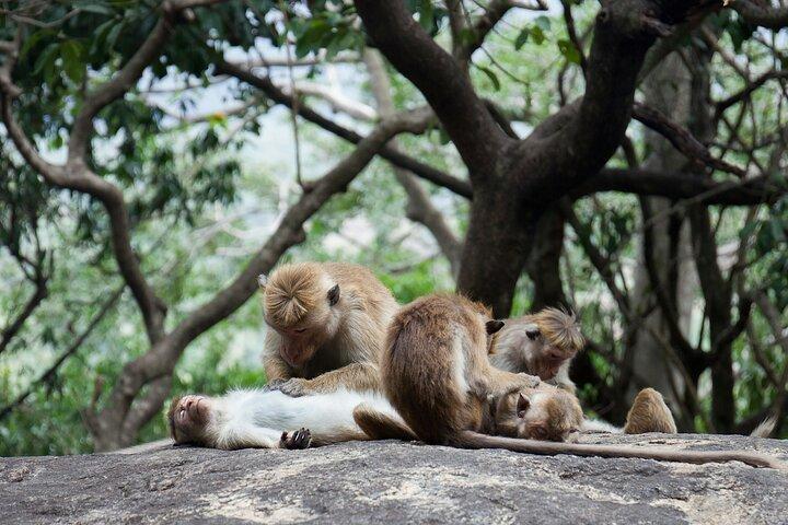 Excursión de un día a Sigiriya y Dambulla desde Kalutara Todo Incluido
