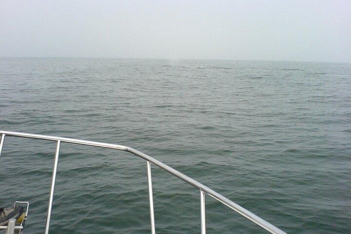 Seal and Dolphin Catamaran Adventure