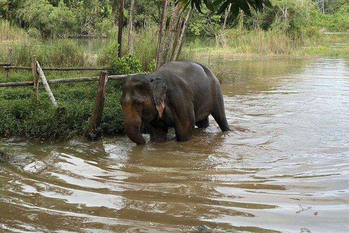 Excursão de grupo pequeno ao Santuário de Elefantes em Phuket