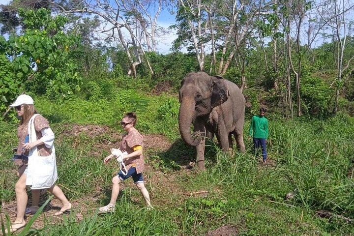Elephant Sanctuary Small Group Tour in Phuket