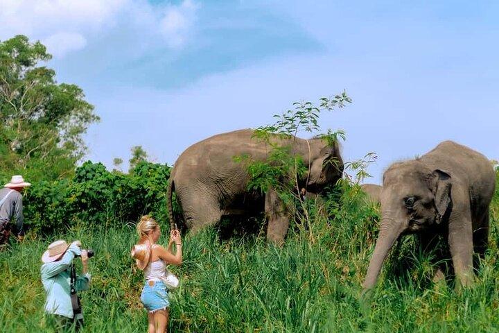 Elephant Sanctuary Small Group Tour in Phuket