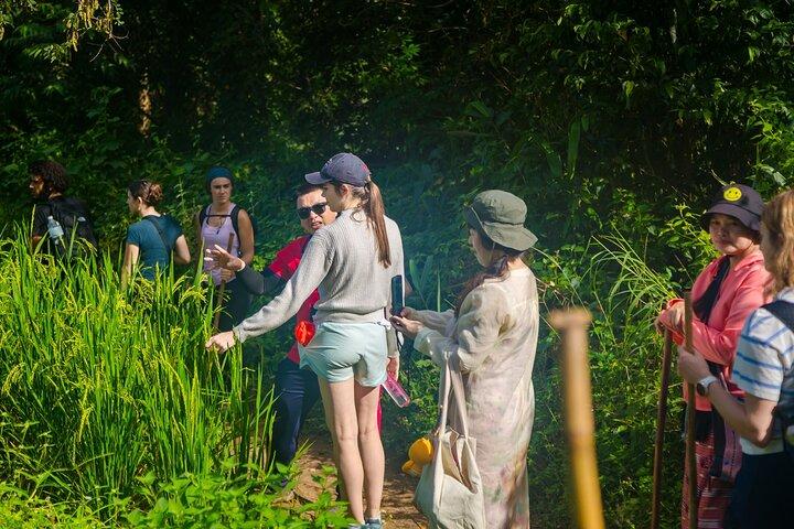チェンマイ発、パー ドック シーウ ネイチャー トレイル＆ドイ インタノン国立公園