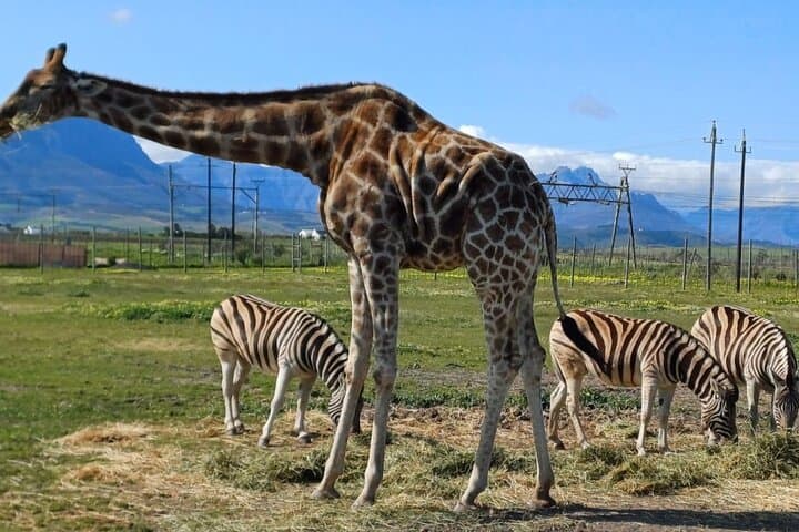 Cheetah Outreach, Giraffe Encounter, and Wine Tasting Experience