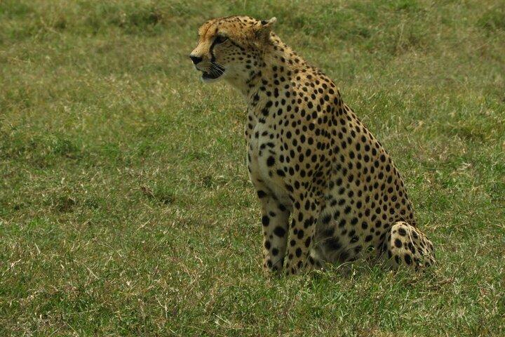 Tour di un giorno al Game Drive Amboseli National Park