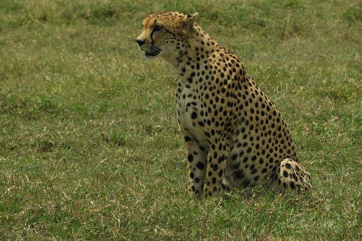 Tour di un giorno al Game Drive Amboseli National Park