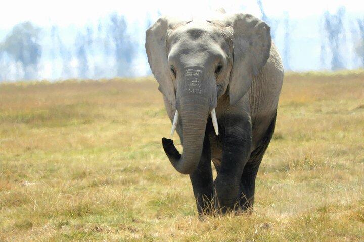 Tour di un giorno al Game Drive Amboseli National Park
