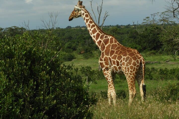 Ol pejeta Game drive and Chimpanzee tour from Nairobi