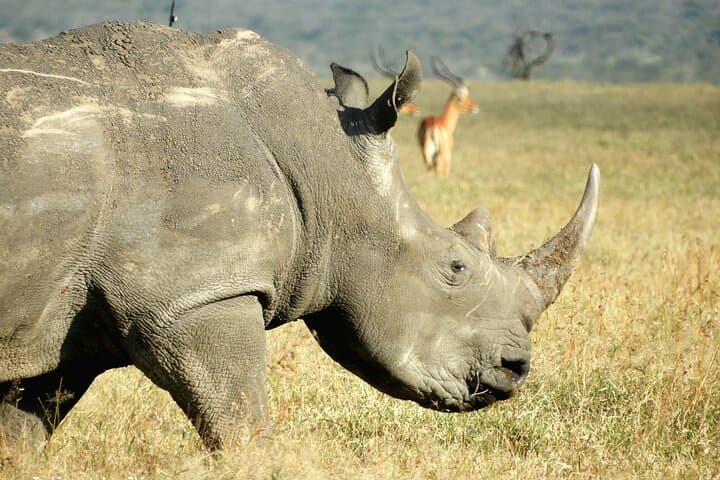 Ol pejeta Game drive and Chimpanzee tour from Nairobi