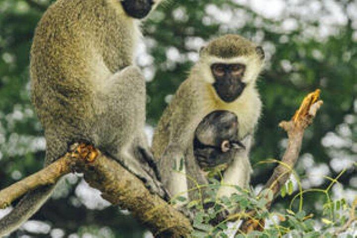 15 Tage Uganda Wildlife Safari Abenteuer