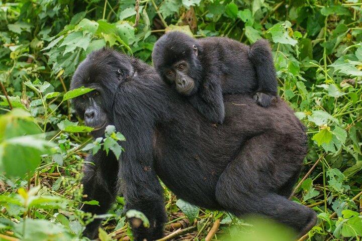 15 jours d'aventure en Ouganda
