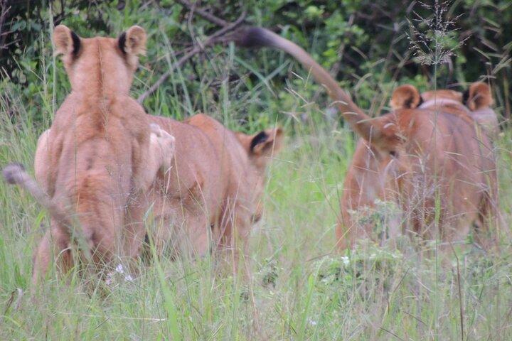 7 jours Safari moyen de gamme avec Big 5 et Primates