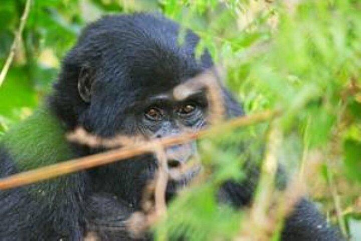 3 dias de trekking de gorilas incrível em Uganda