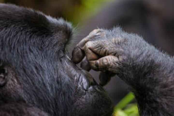 3-Daagse Geweldige Gorilla Trekking in Oeganda