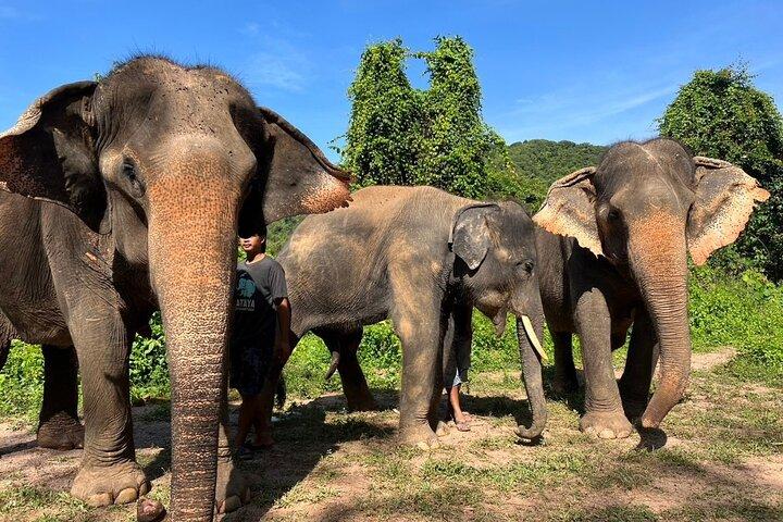 Excursão cultural guiada de Phuket com observação de elefantes