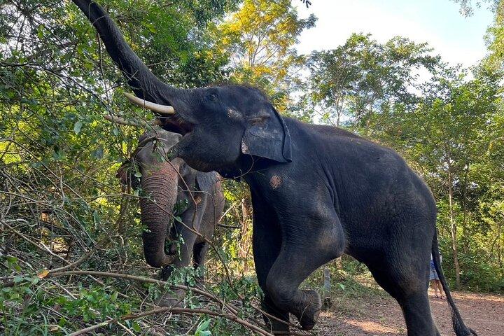 Guided Phuket Cultural Sightseeing Tour med Elephant Watching