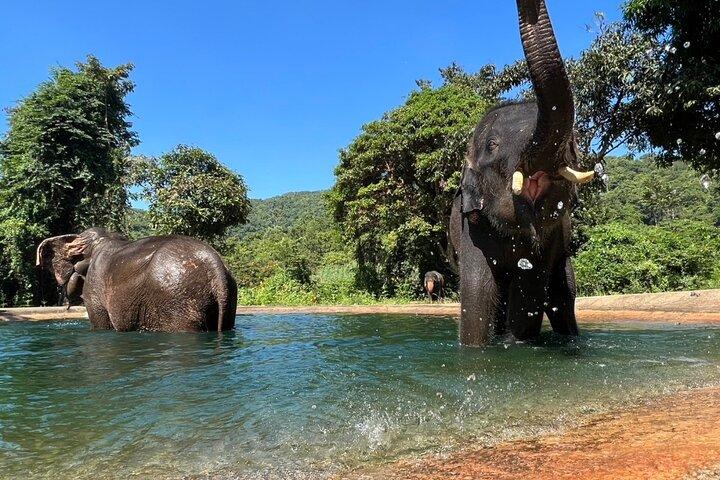 Tour de observación ética de elefantes desde Bangkok y Pattaya
