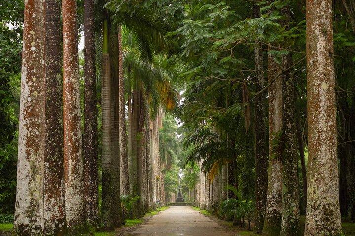Giardino botanico e foresta di Tijuca: Natura a Rio de Janeiro