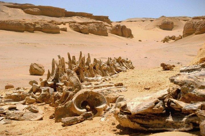 カイロ発ファイユーム・オアシスと砂漠サファリ日帰りツアー