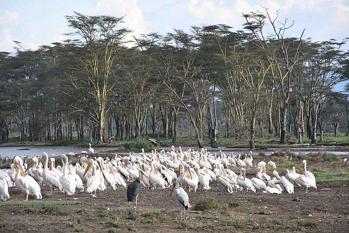 Excursion de 2 jours dans le lac Nakuru, Hell's Gate et le lac Naivasha