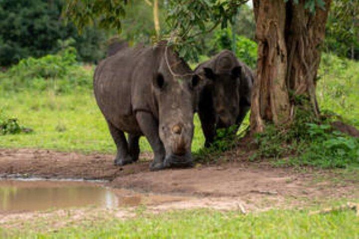 12 dage gorillaer og dyreliv ferie safari i Uganda