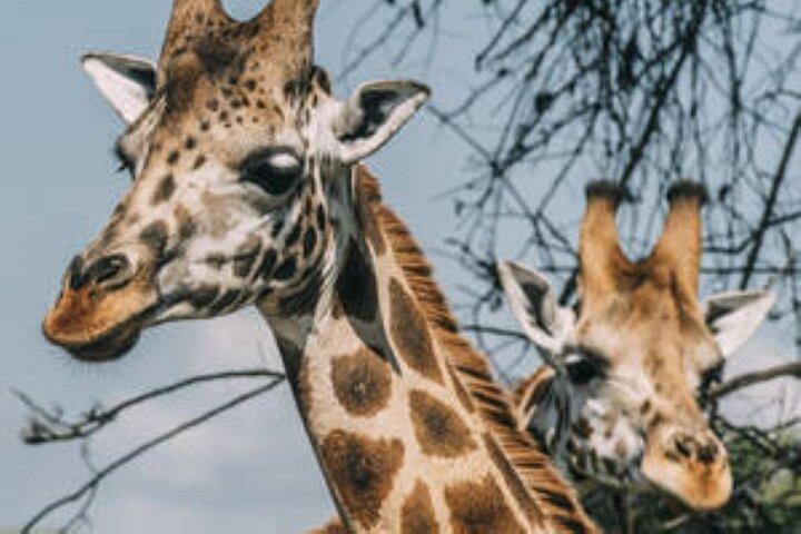 Safari di 12 giorni con gorilla e animali selvatici in Uganda