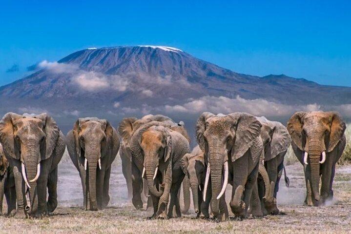 2-dagars Amboseli nationalpark Safari