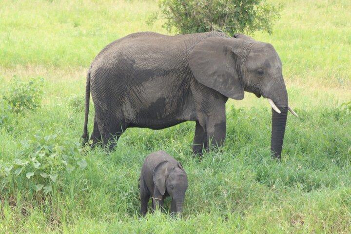 2 dagars Tarangire och Ngorongoro Mid-Range gruppsafari
