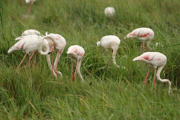 2 dagars Tarangire och Ngorongoro Mid-Range gruppsafari
