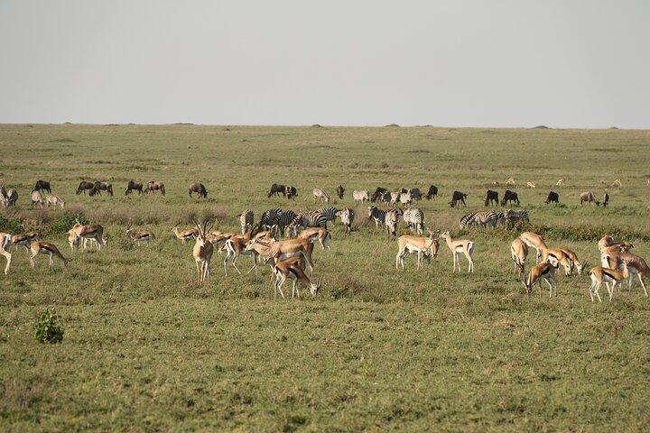 2 dagars Tarangire och Ngorongoro Mid-Range gruppsafari