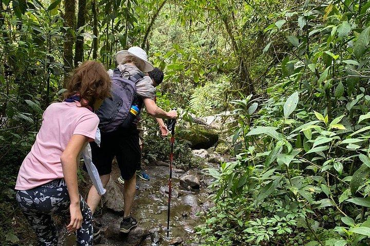 Cocora Valley Trekking Adventure with Typical Lunch