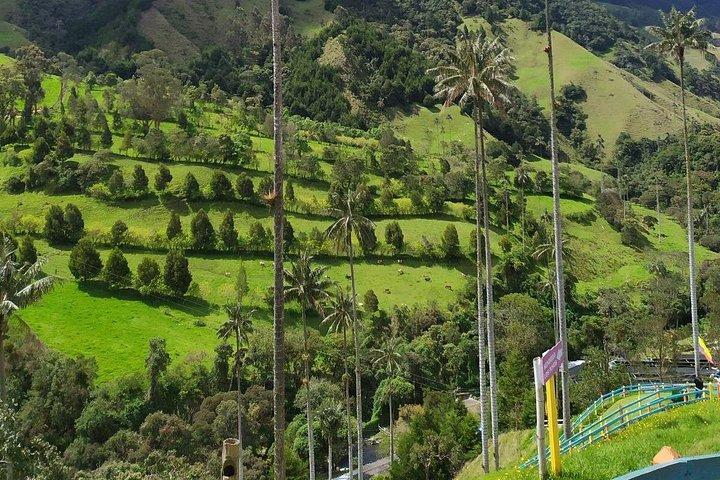 Cocora Valley Trekking Adventure with Typical Lunch
