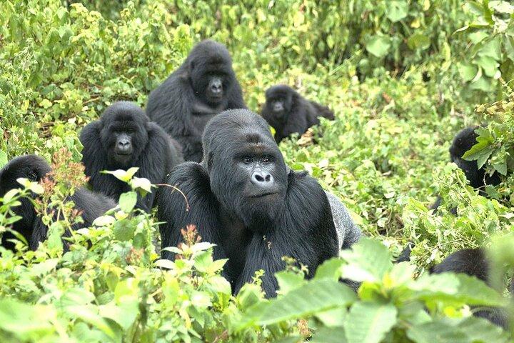 Gorilla Trekking Rwanda – De perfecte eendaagse ontsnapping