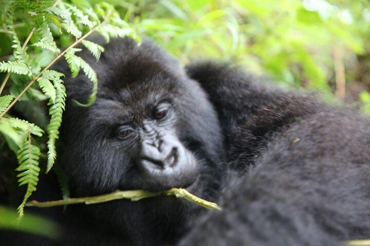 Gorilla Trekking Rwanda – De perfecte eendaagse ontsnapping