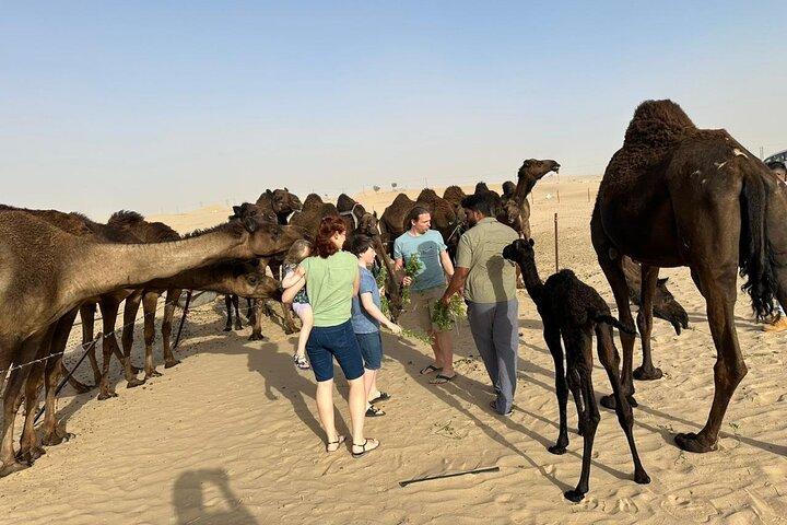 Private Abu Dhabi Sunset Desert Safari mit Sandboarding