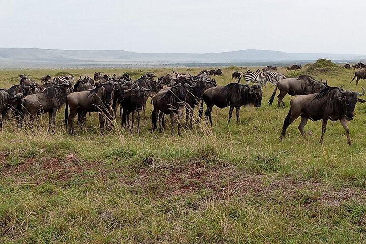 Hotéis em Nairobi National Park