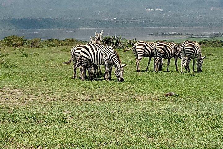 Hotéis em Nairobi National Park