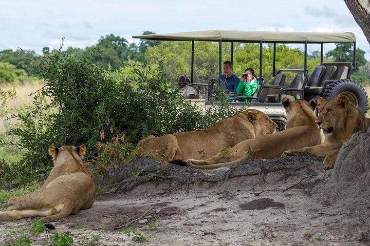 Cidade do Cabo Big Five Safari Tour de dia inteiro com almoço