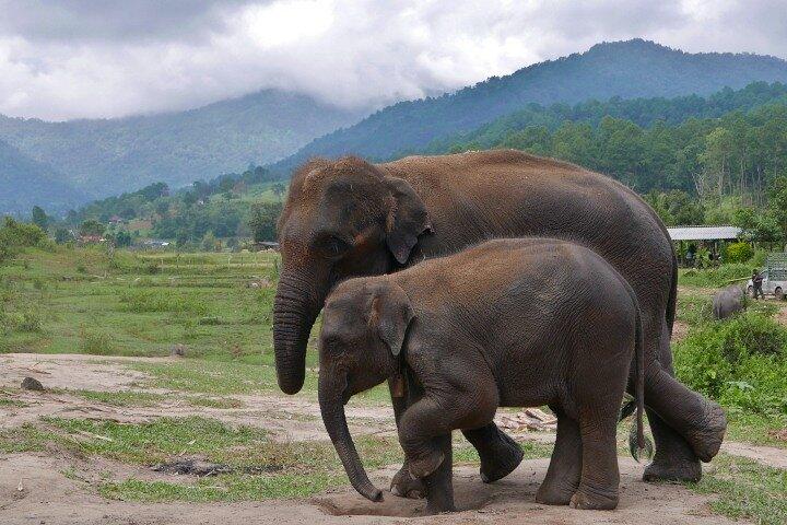 2D1N: Balade en VTT, sanctuaire d'éléphants, nuit dans un dôme élégant
