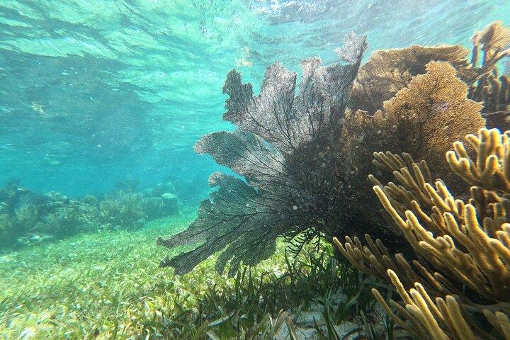 2 Island Adventure: Contoy & Mujeres con snorkeling e open bar